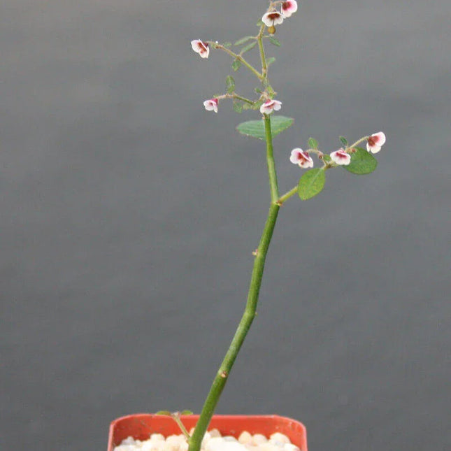 Euphorbia Guiengola Succulent Plant 2" (1 Rooted Piece) - Seed World