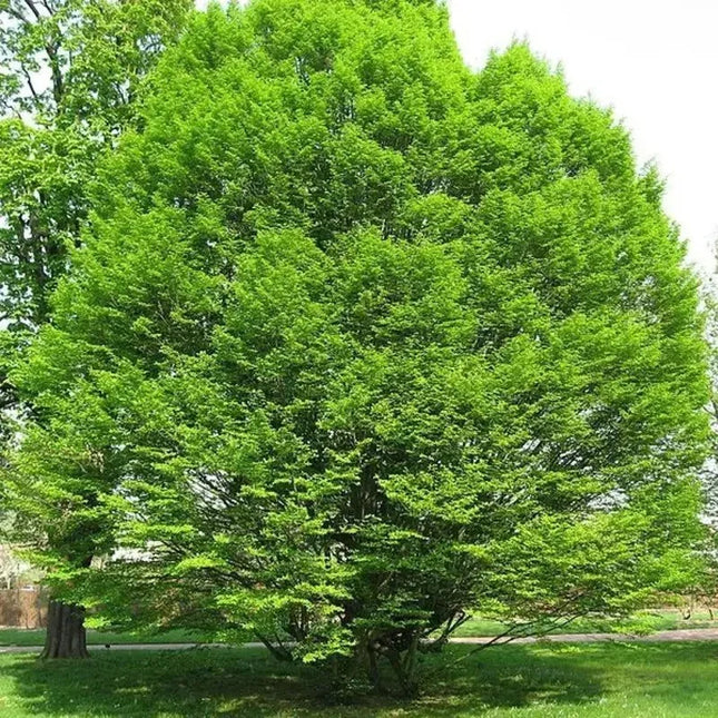 European Hornbeam Seeds – Carpinus betulus - Seed World