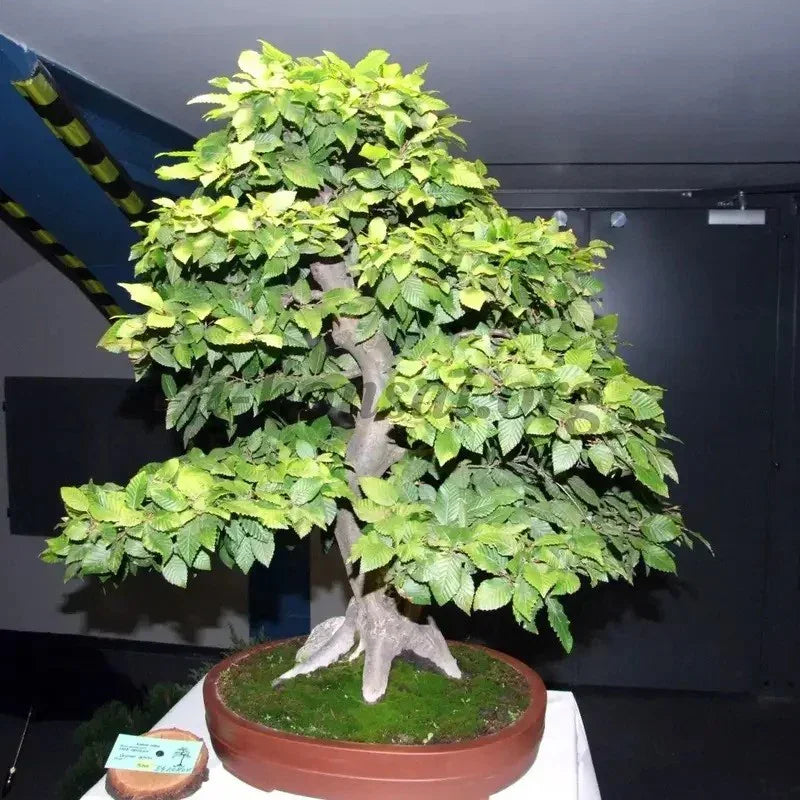 European Hornbeam Seeds – Carpinus betulus - Seed World