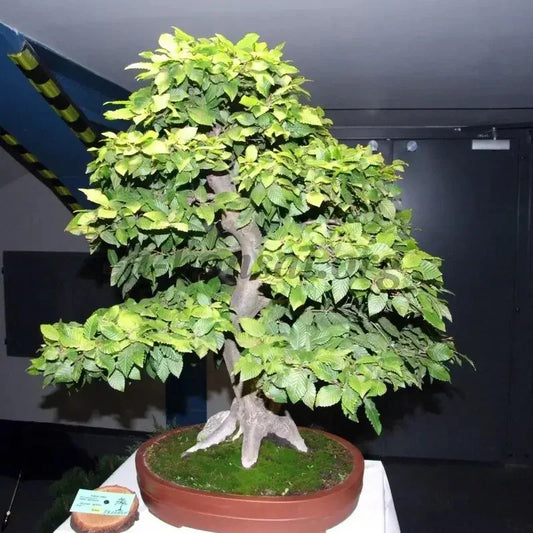 European Hornbeam Seeds – Carpinus betulus - Seed World