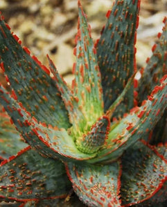 50 Exotic Aloe Hybrid Mix - Rare Colorful Succulent Seeds