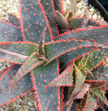 50 Exotic Aloe Hybrid Mix - Rare Colorful Succulent Seeds