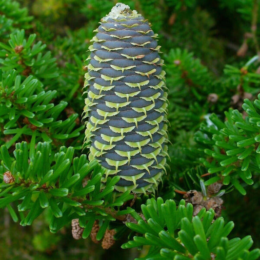 20 Korean Fir Tree (Abies Koreana) Seeds