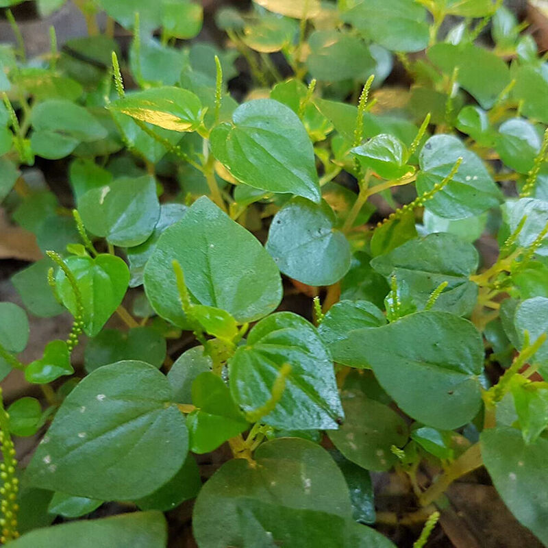 1000 Crab Claw Seeds