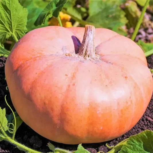 Fairytale Porcelain Doll Pumpkins Seeds - Seed World