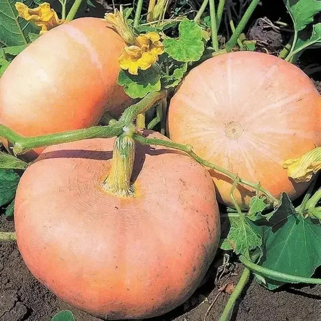 Fairytale Porcelain Doll Pumpkins Seeds - Seed World