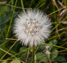 100 False Dandelion Seeds