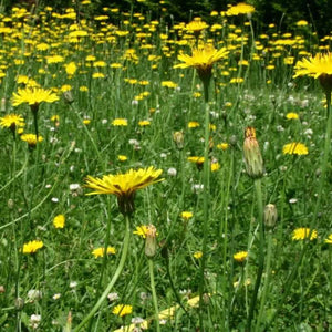 100 False Dandelion Seeds