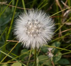 100 False Dandelion Seeds