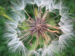 100 False Dandelion Seeds