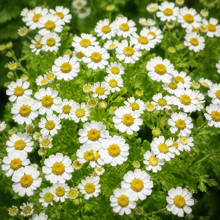 Feverfew - 2000 Seeds