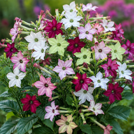 Flowering Tobacco Mix Seeds - 100
