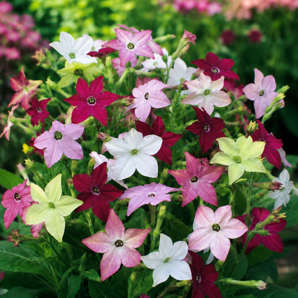 Flowering Tobacco Mix Seeds - 1000
