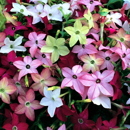 Flowering Tobacco Mix Seeds