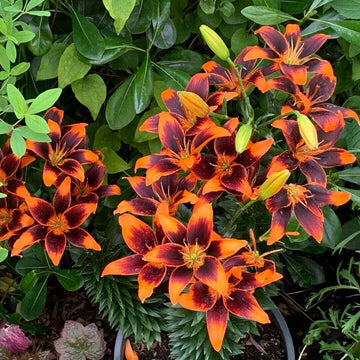 Forever Susan Asiatic Lily Bulb  Seed World