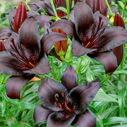 Forever Susan Asiatic Lily Bulb - Seed World