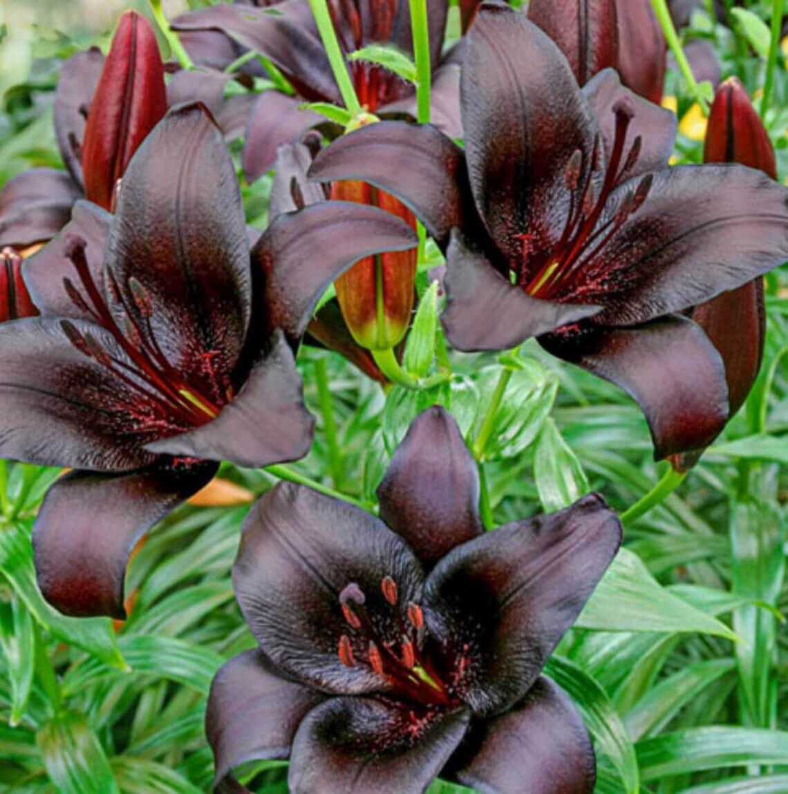 asiatic lily forever susan Forever Susan Asiatic Lily Bulb – Seed World