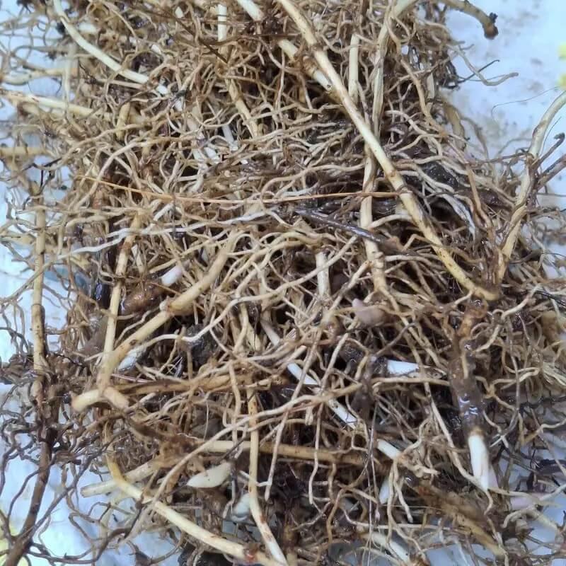 Fragrant Lily of the Valley – Bare Root Pips | Easy-Grow Perennial - Seed World