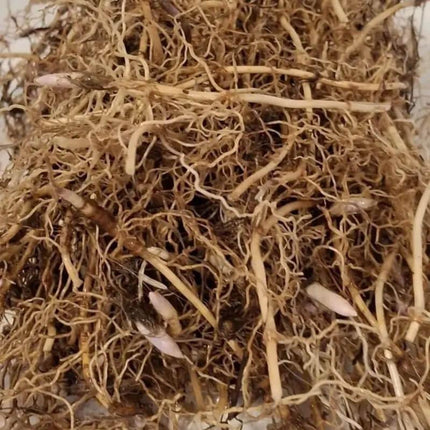 Fragrant Lily of the Valley – Bare Root Pips | Easy-Grow Perennial - Seed World