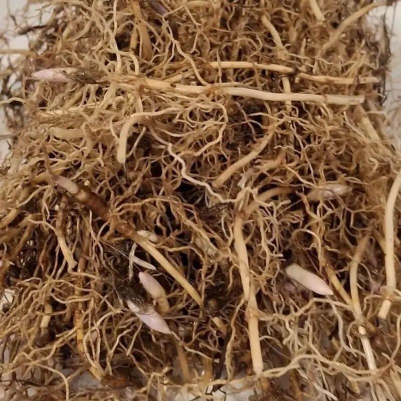 Fragrant Lily of the Valley – Bare Root Pips | Easy-Grow Perennial - Seed World