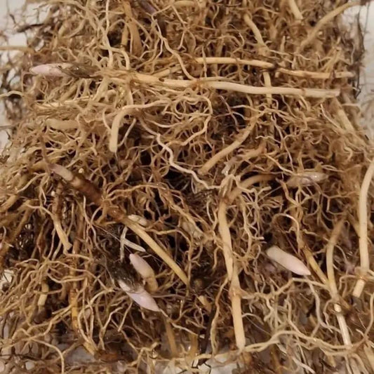 Fragrant Lily of the Valley – Bare Root Pips | Easy-Grow Perennial - Seed World