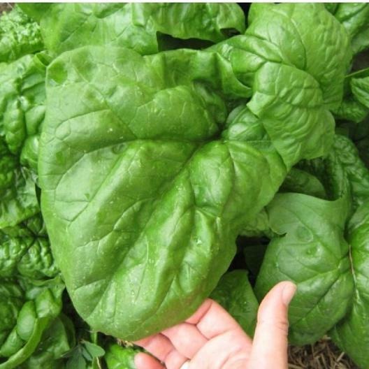 Close-up of fresh green spinach leaves with a hand pointing at them