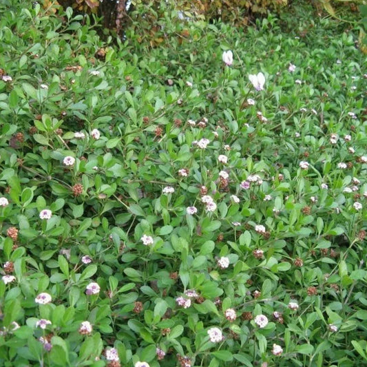Dense frog fruit ground cover with small light-purple blooms
