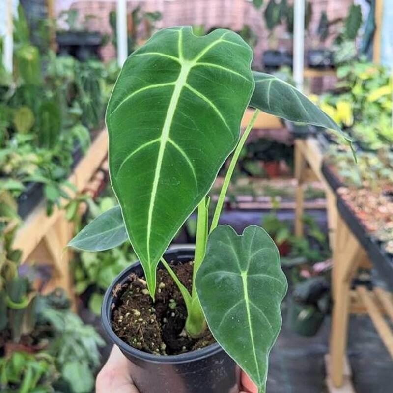 Frydek Elephant Ear – Alocasia micholitziana ‘Frydek’ Live Plant (3" Pot) - Seed World