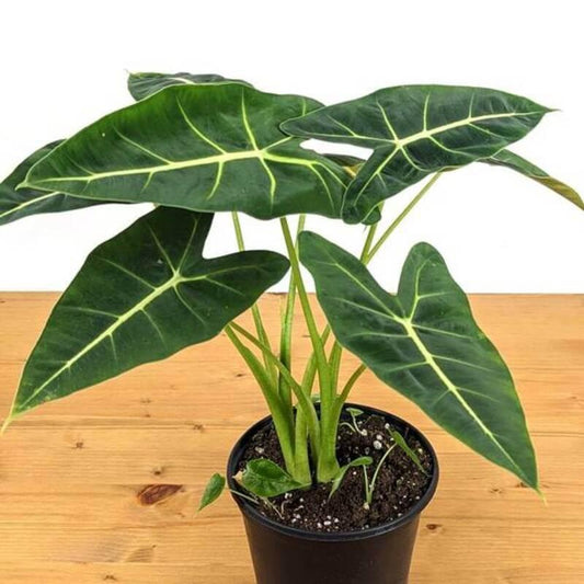 Frydek Elephant Ear – Alocasia micholitziana ‘Frydek’ Live Plant (3" Pot) - Seed World