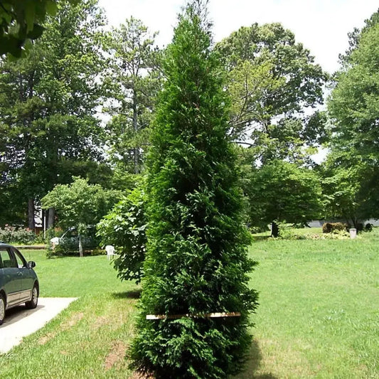 Full Speed A Hedge - American Pillar Arborvitae - 4" Pot - Seed World