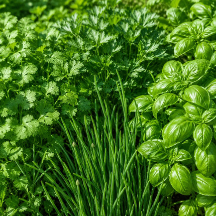 Cilantro parsley chives and basil herb mix