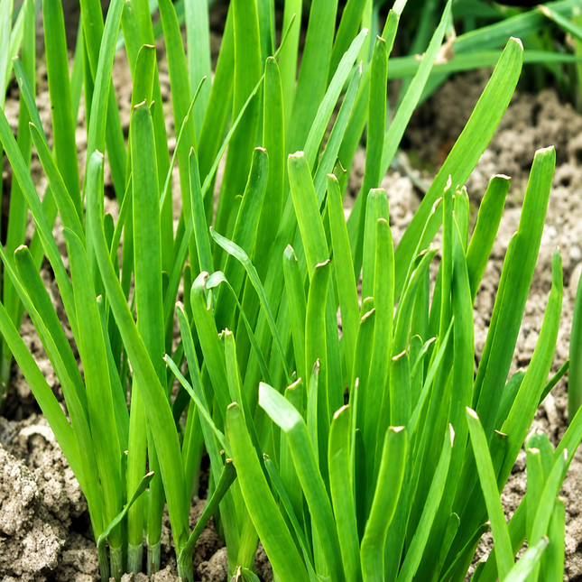 250 Garlic Chives Seeds