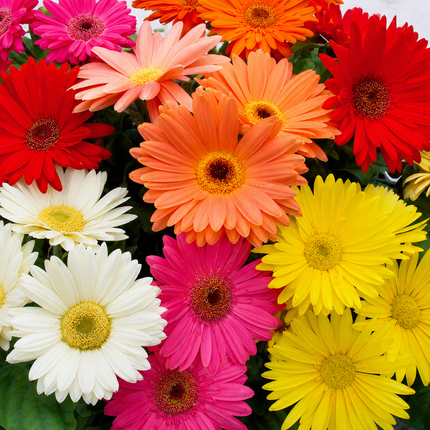200 Daisy Gerbera Mix Seeds