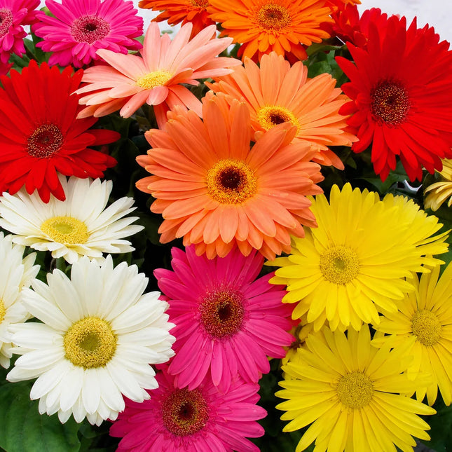Mixed-color Gerbera daisy flowers