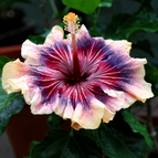 Cream Pink Purple