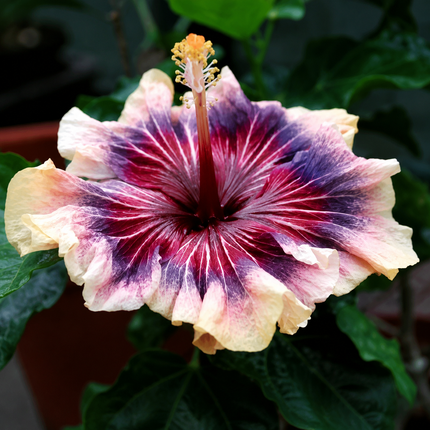 Giant Hibiscus Cream Pink Purple