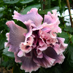 Double Pink Gray