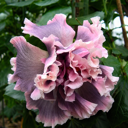 Giant Hibiscus Double Pink Gray