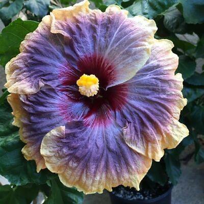 Giant Hibiscus Flower Seeds - Seed World