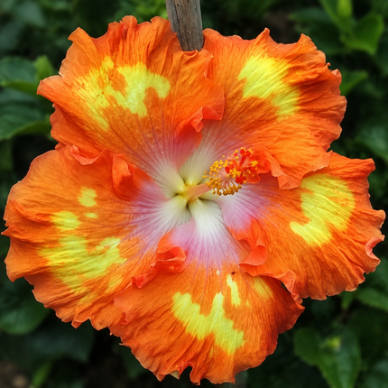 Hardy hibiscus parent-flower reference 19 — seedling blooms may vary
