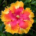 Pink Yellow Orange
