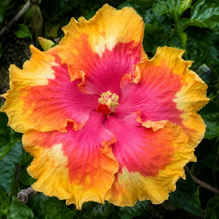 Giant Hibiscus Pink Yellow Orange