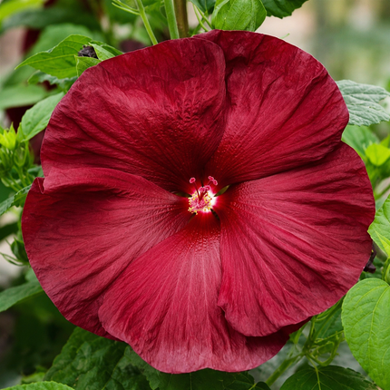 Hardy hibiscus parent-flower reference 21 — seedling blooms may vary