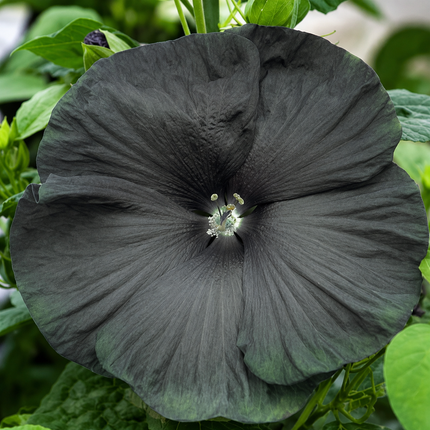 Hardy hibiscus parent-flower reference 28 — seedling blooms may vary