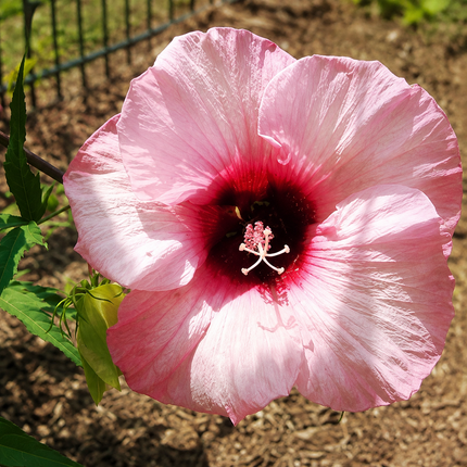 Hardy hibiscus parent-flower reference 24 — seedling blooms may vary