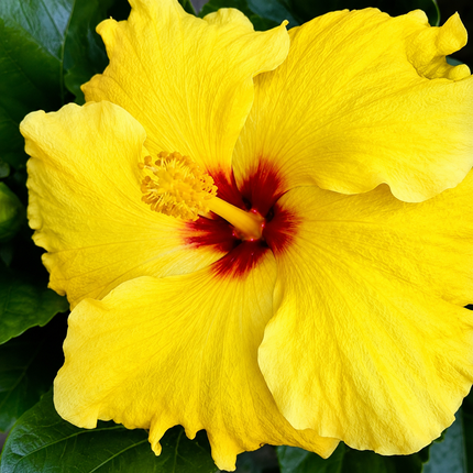 Hardy hibiscus parent-flower reference 18 — seedling blooms may vary