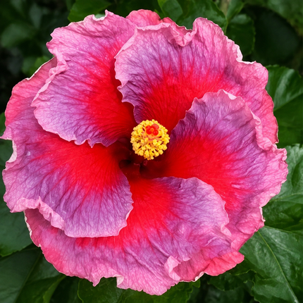 Hardy hibiscus parent-flower reference 22 — seedling blooms may vary