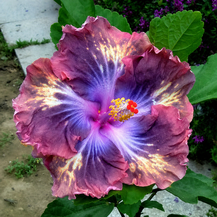 Hardy hibiscus parent-flower reference 15 — seedling blooms may vary