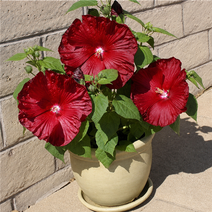Hardy hibiscus parent-flower reference 11 — seedling blooms may vary