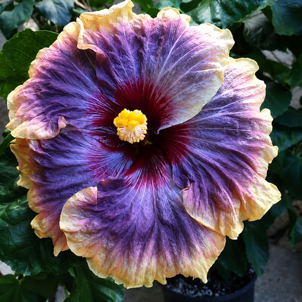 Hardy hibiscus parent-flower reference 13 — seedling blooms may vary